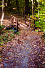 Wooden bridge in the forest autumn
