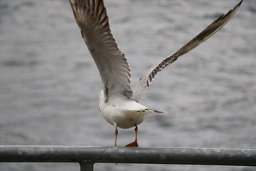 pigeon