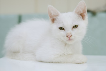 The White Cat Portrait boring 