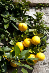 Stresa ( Verbano-Cusio-Ossola ), Italy - June 15, 2017: Orange tree, Isola Bella, Maggiore lake, Stresa, Piedmont, Italy