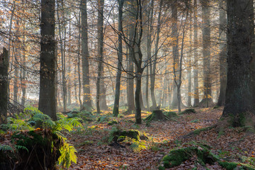 Sunlight through a trees on a misty autumn morning at Miltonrigg, Brampton, Cumbria, UK