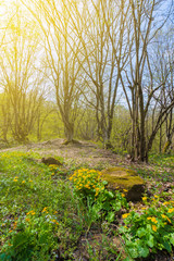 path through forest on a sunny day in spring. leafless trees. yellow herbs by the road