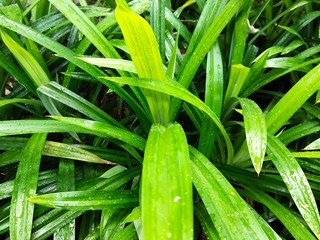  Fragrant green leaves are often used to make sweets or hot tea.