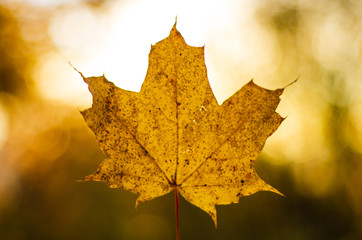 Yellow maple leaf in the autumn backlit