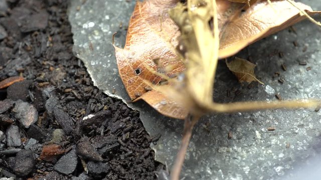 4K video of pill bug hiding under fallen leaves
