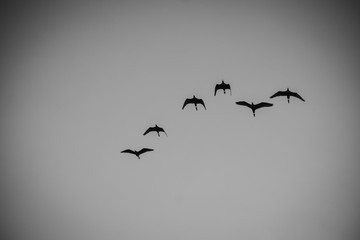 Bird Flight 