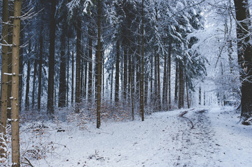 Winter snowy path trail through the woods white forest