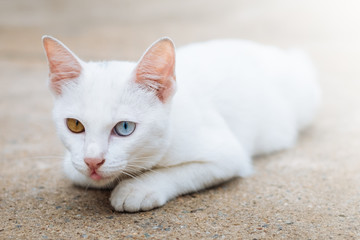 The White Cat Two Eyes Colours Thai Cat