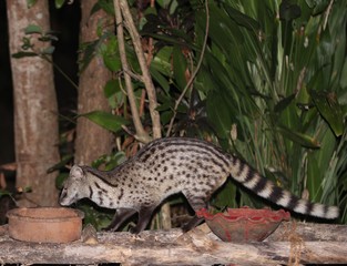 Kleine Indische Zibetkatze im Garten an der Futtersstelle