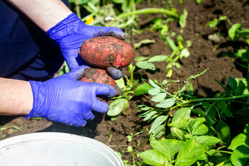 Fresh potato harvest