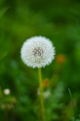 Single Dandelion close up isolated against green background