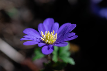 Macro of Anemone blanda, grecian windflower , early spring purple violet and blue soft flower petals and textured flower centre piece, abstract artistic background with selective focus