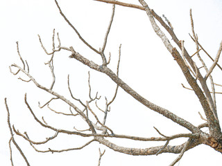 Beautiful dry twig of tree isolated on white background. Clipping path.