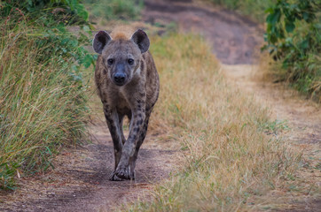 Hyena strolling down a path while on safari in Africa