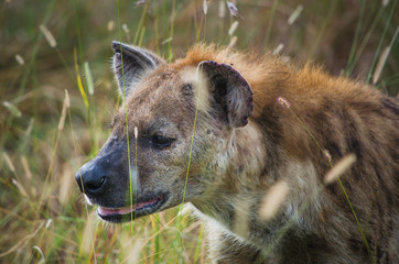 Close up of spotted hyena in tall grass