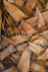 Beautiful light brown background of palm bark
