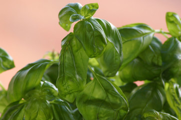 Basilikum Ocimum basilicum Freisteller im Blumentopf