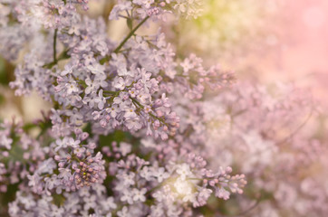 Lilac tree background. Spring branch of blossoming lilac. Spring background.