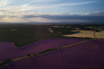 Fototapeta na wymiar A stunning landscape with the lavender fields at sunset in Brihuega