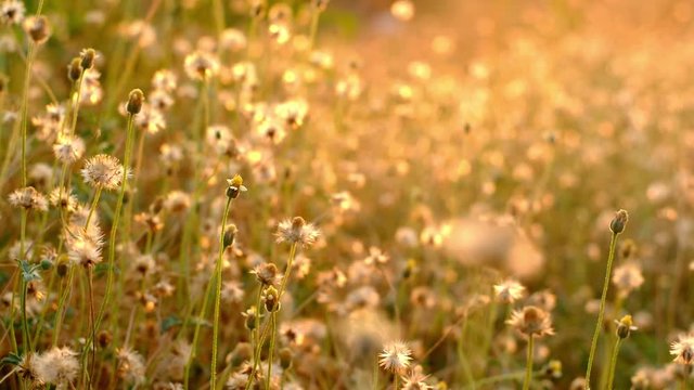Flower mexican daisy (coatbuttons) on side of road and bokeh from the sunlight with a soft breeze in evening close-up.