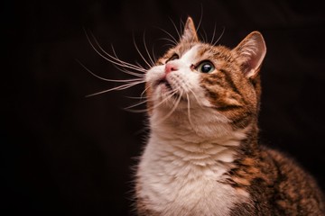 Obraz premium cat on black background