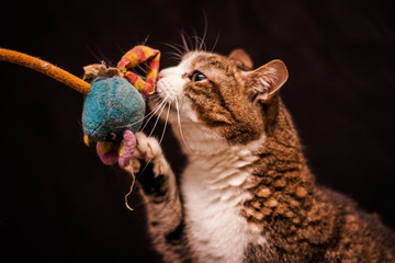 cat with green eyes © юлия Купавцева