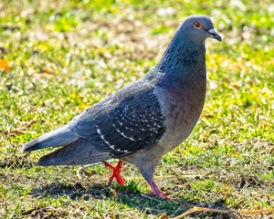 Pigeon strutting on the grass
