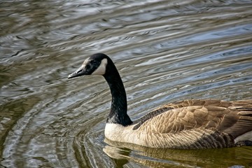 Goose swimming in abstract patterned water