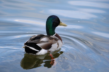 ducks swimming