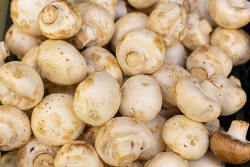 White champignon mushrooms, backdrop background. Many set edible Agaricus mushrooms close-up. Fresh ripe white champignon mushroom
