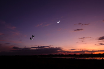 Flying couple cranes and waning moon in evening sky © athapet