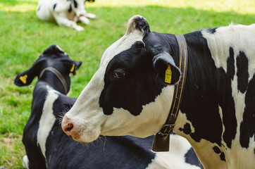 Holstein cow grazing on a green field close p sunny day