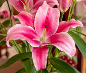 dark pink lilium flower close up, strong bokeh