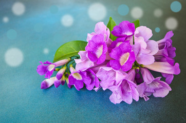 Naklejka na ściany i meble Violet flower bundle of garlic vine on blue background