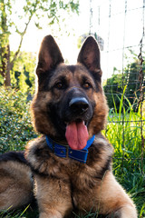 Young male german shepherd dog with blue collar lying in the green grass sunny day