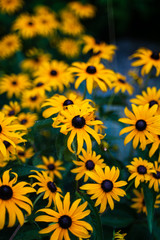 Bush of Black eyed Susan flower in the summer shallow depth of field isolated