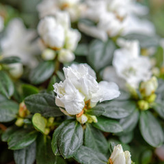 white azalea flowers close up, strong bokeh