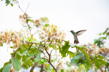 Hummingbird 