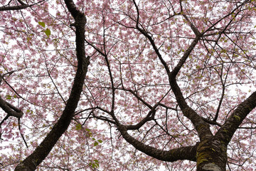 写真素材: 長篠の桜