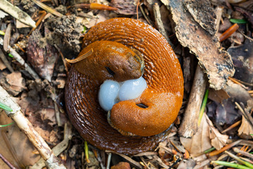 Couple of red slugs mating around a couple of eggs on the ground in  forest summer day