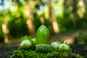 Green acorn on green moss next to some green hazelnuts shallow depth of field