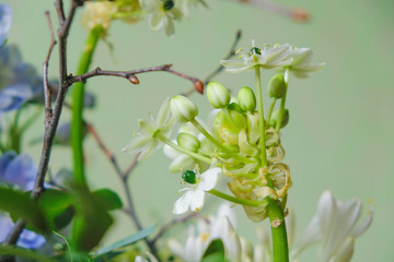 White  Ornithogalum thyrsoide  in bouquet on mint background. 