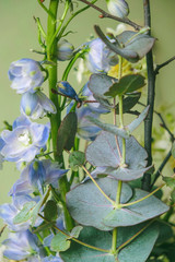 Eucalyptus branch and blue delphinium on mint background.