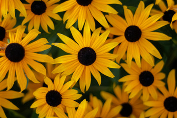 Black Eyed Susan flowers close up shot isolated against blurry green background