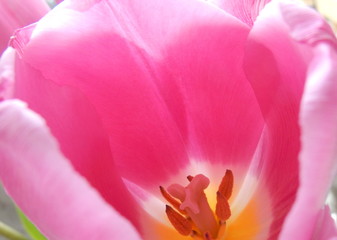 close up - il cuore di un tulipano rosa