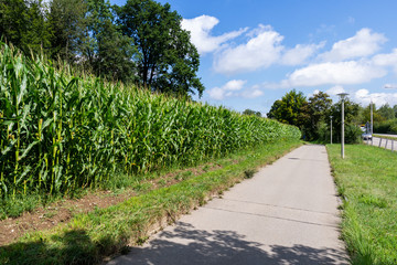 View of a corn field next to a side walk on a sunny summer day with white puffy clouds