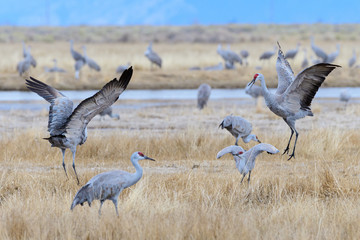 Migrating Greater Sandhill Cranes in Monte Vista, Colorado