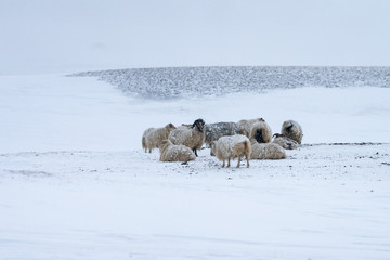 Flock of Icelandic sheep  in a snow storm