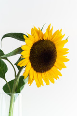 Single stem of yellow sunflower with green leaves  in a vase isolated against pure bright white backdrop