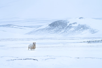Icelandic Sheep in a Snow covered winter landscape - 330094768